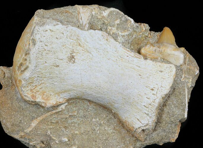 Mosasaurus Phalanx (Paddle Bone) - on Matrix #60547